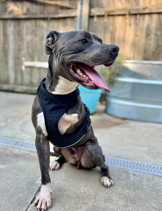 Mid City Mutt Mamas Animal Shelter